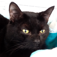 Merlin